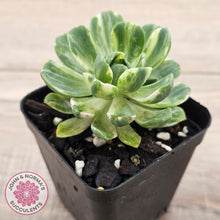 Load image into Gallery viewer, Aeonium Castello-Paivae Variegata 'Suncup'