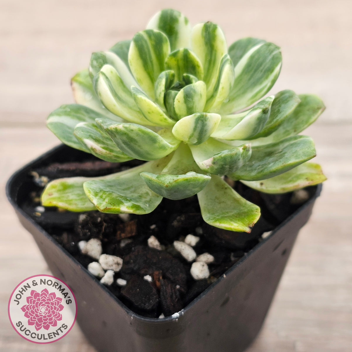 Aeonium Castello-Paivae Variegata 'Suncup'
