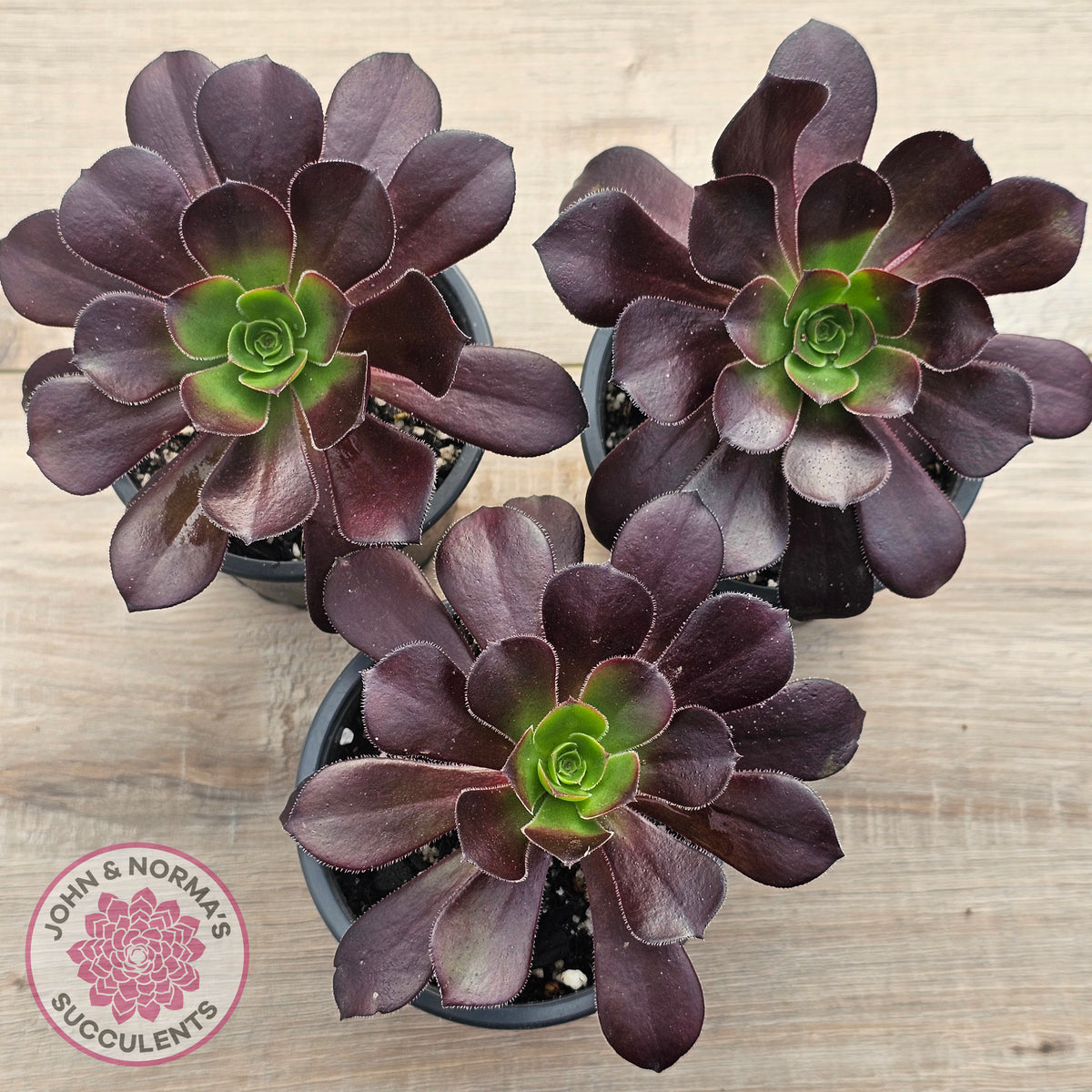 Aeonium 'Chocolate Rose'