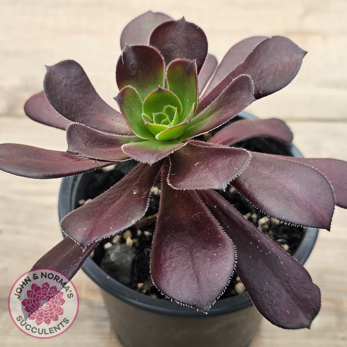 Aeonium 'Chocolate Rose'