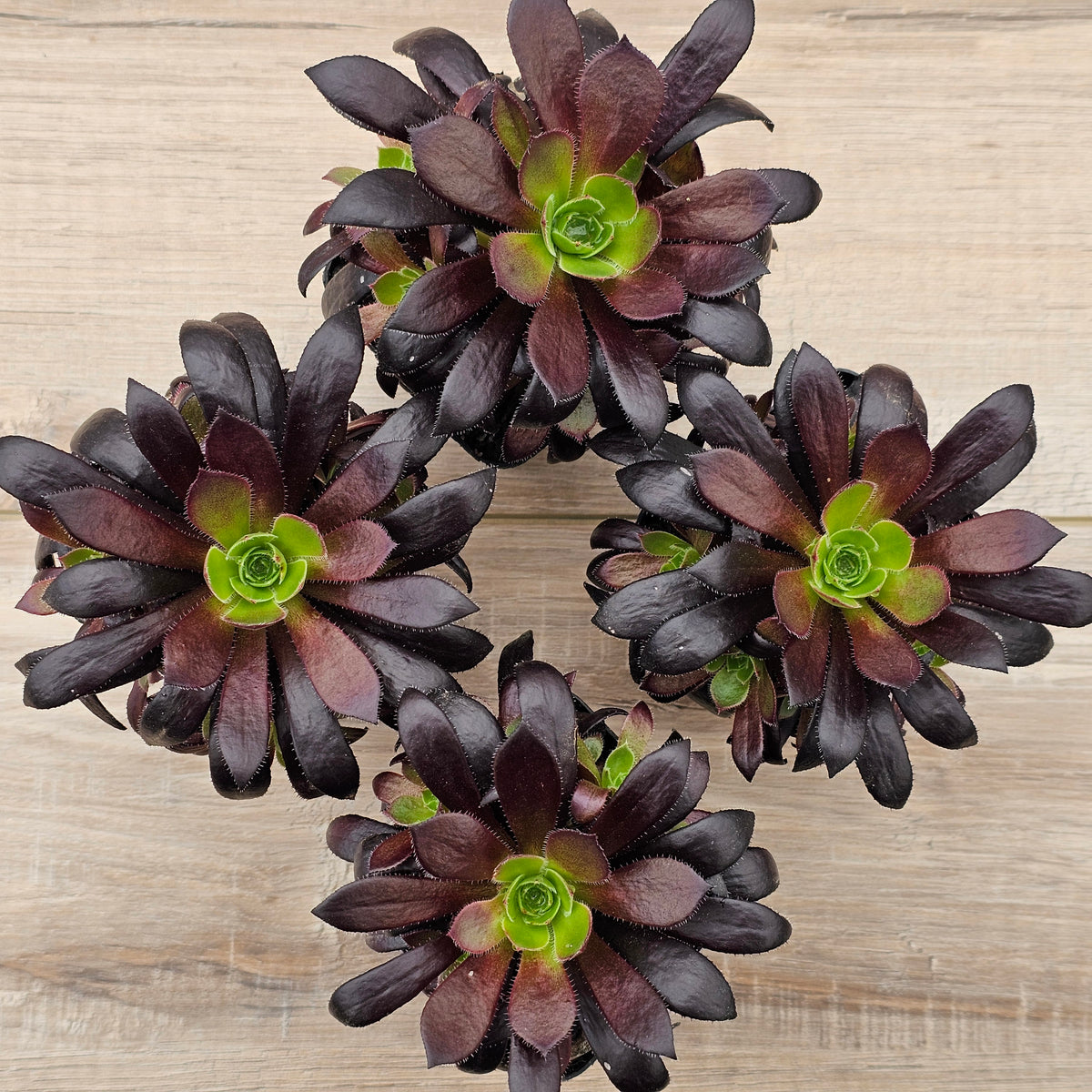 Aeonium 'Du Rozzen'