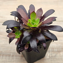Load image into Gallery viewer, Aeonium 'Du Rozzen'