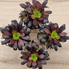 Load image into Gallery viewer, Aeonium 'Du Rozzen'