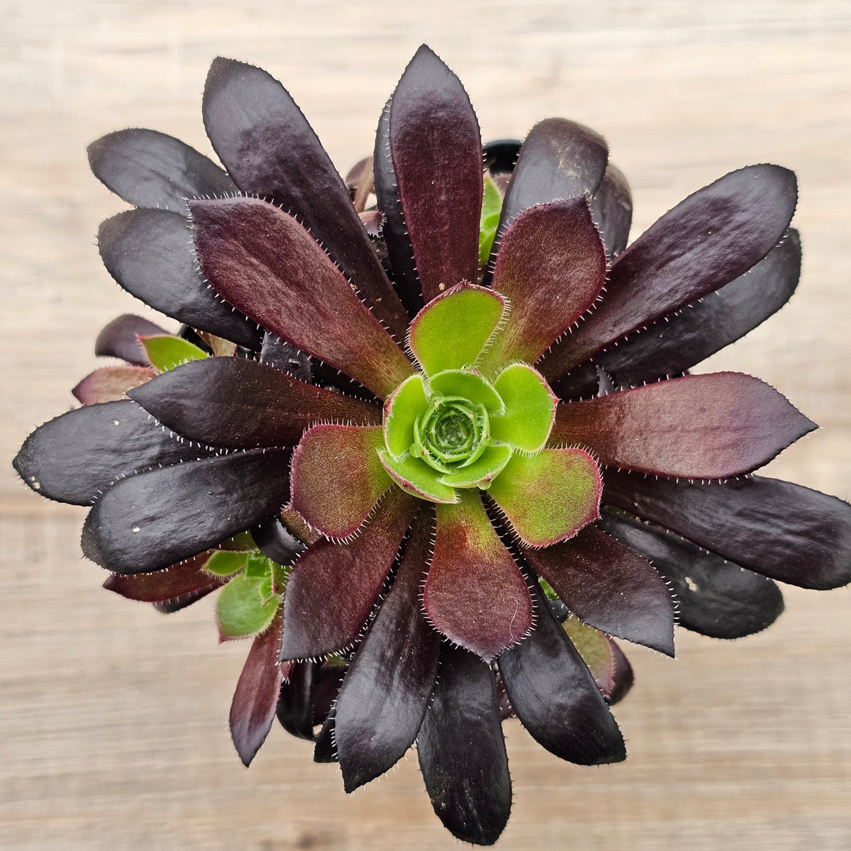 Aeonium 'Du Rozzen'