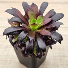 Load image into Gallery viewer, Aeonium 'Du Rozzen'
