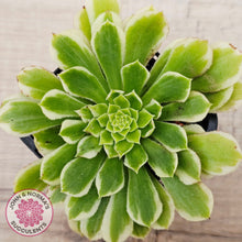 Load image into Gallery viewer, Aeonium 'Emerald Ice' (sm)