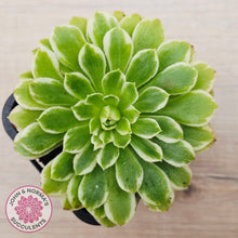 Load image into Gallery viewer, Aeonium 'Emerald Ice' (sm)