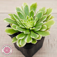 Load image into Gallery viewer, Aeonium 'Emerald Ice' (sm)