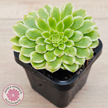 Load image into Gallery viewer, Aeonium 'Emerald Ice' (sm)