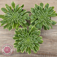 Load image into Gallery viewer, Aeonium 'Emerald Ice'