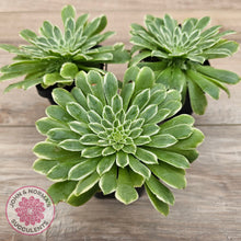 Load image into Gallery viewer, Aeonium 'Emerald Ice'