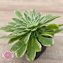 Load image into Gallery viewer, Aeonium 'Emerald Ice'