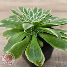 Load image into Gallery viewer, Aeonium 'Emerald Ice'