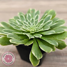 Load image into Gallery viewer, Aeonium 'Emerald Ice'