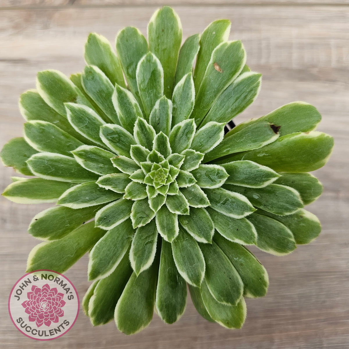 Aeonium 'Emerald Ice'