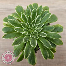 Load image into Gallery viewer, Aeonium 'Emerald Ice'