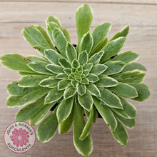 Load image into Gallery viewer, Aeonium 'Emerald Ice'