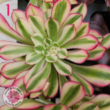 Load image into Gallery viewer, Aeonium Favourites – Cuttings Collection