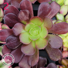Load image into Gallery viewer, Aeonium Favourites – Cuttings Collection