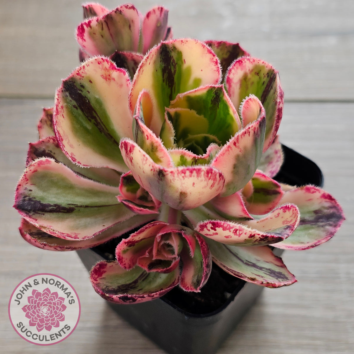 Aeonium 'Red Fuji' Variegated