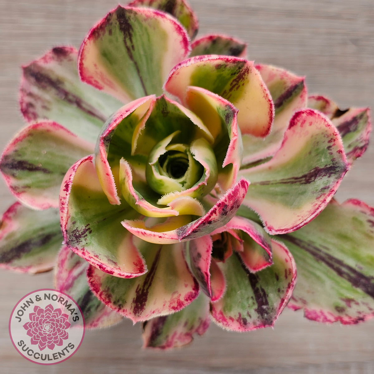 Aeonium 'Red Fuji' Variegated