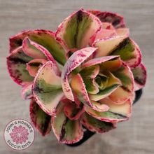 Load image into Gallery viewer, Aeonium 'Red Fuji' Variegated