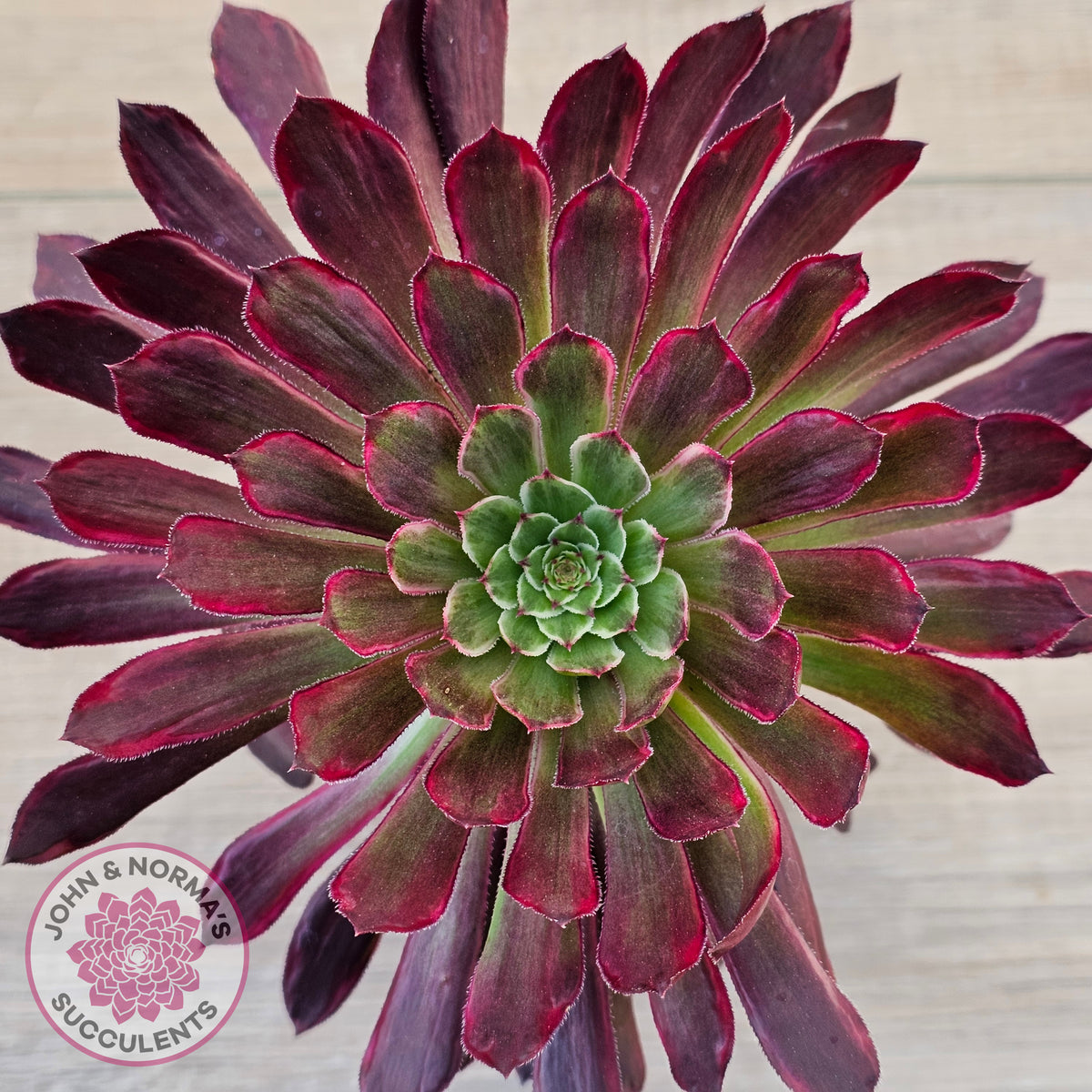 Aeonium Inferno