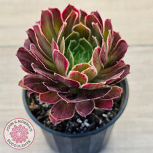 Load image into Gallery viewer, Aeonium Inferno