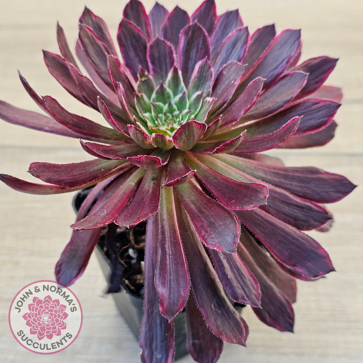 Aeonium Inferno