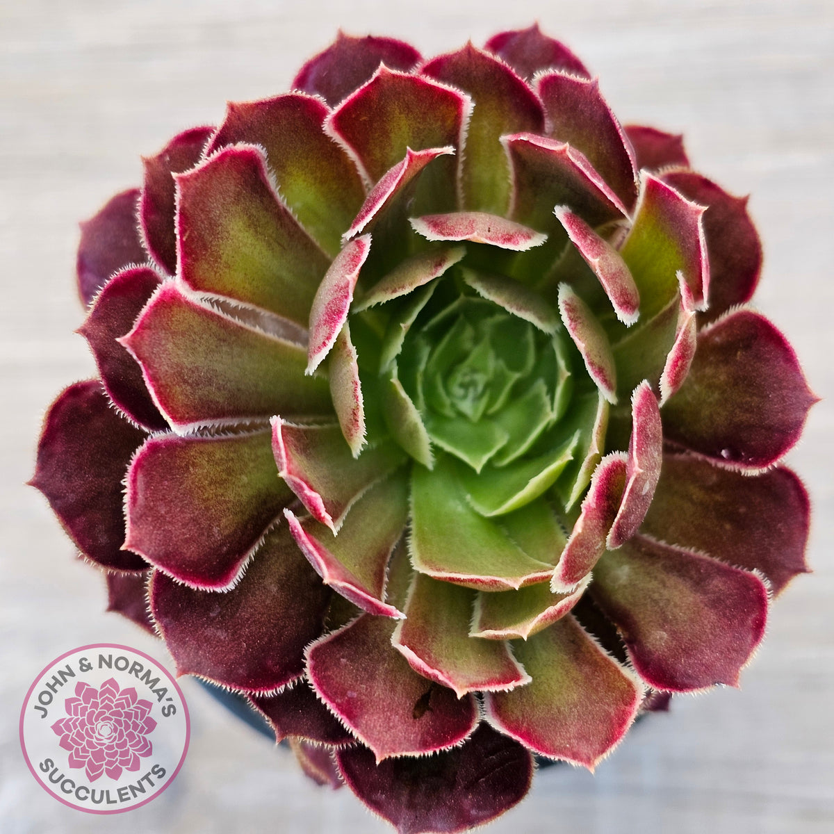Aeonium Inferno