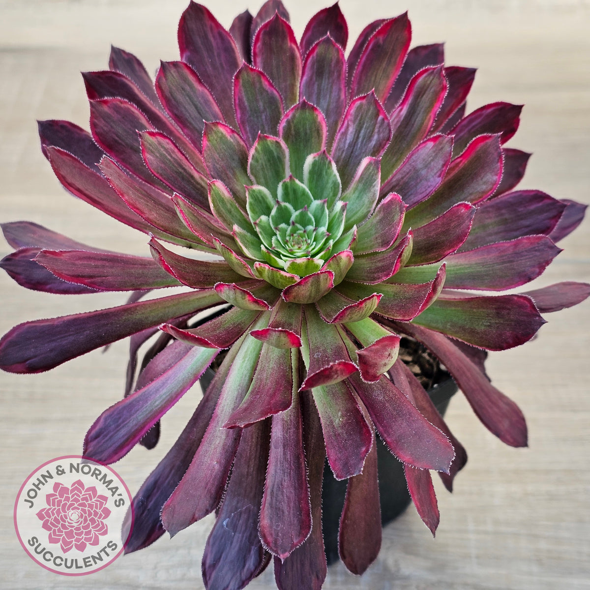 Aeonium Inferno