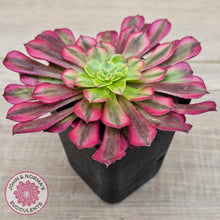 Load image into Gallery viewer, Aeonium 'Ink Painting'