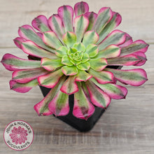 Load image into Gallery viewer, Aeonium 'Ink Painting'