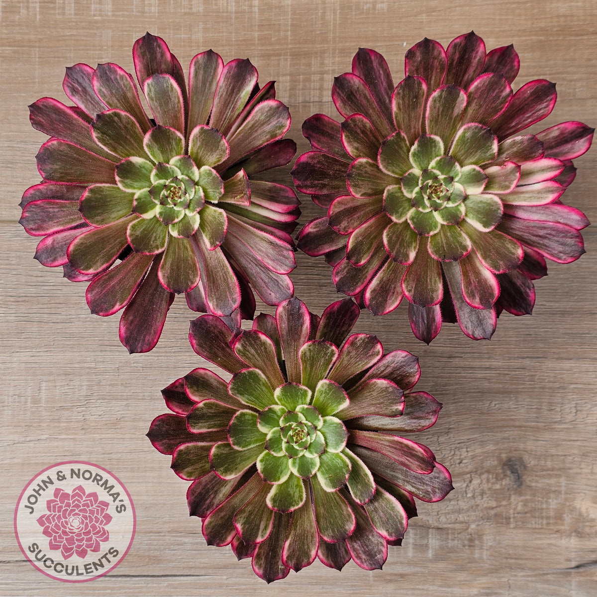 Aeonium 'Ink Painting'