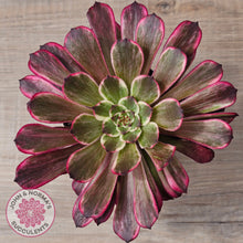 Load image into Gallery viewer, Aeonium 'Ink Painting'