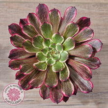 Load image into Gallery viewer, Aeonium 'Ink Painting'