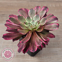 Load image into Gallery viewer, Aeonium 'Ink Painting'