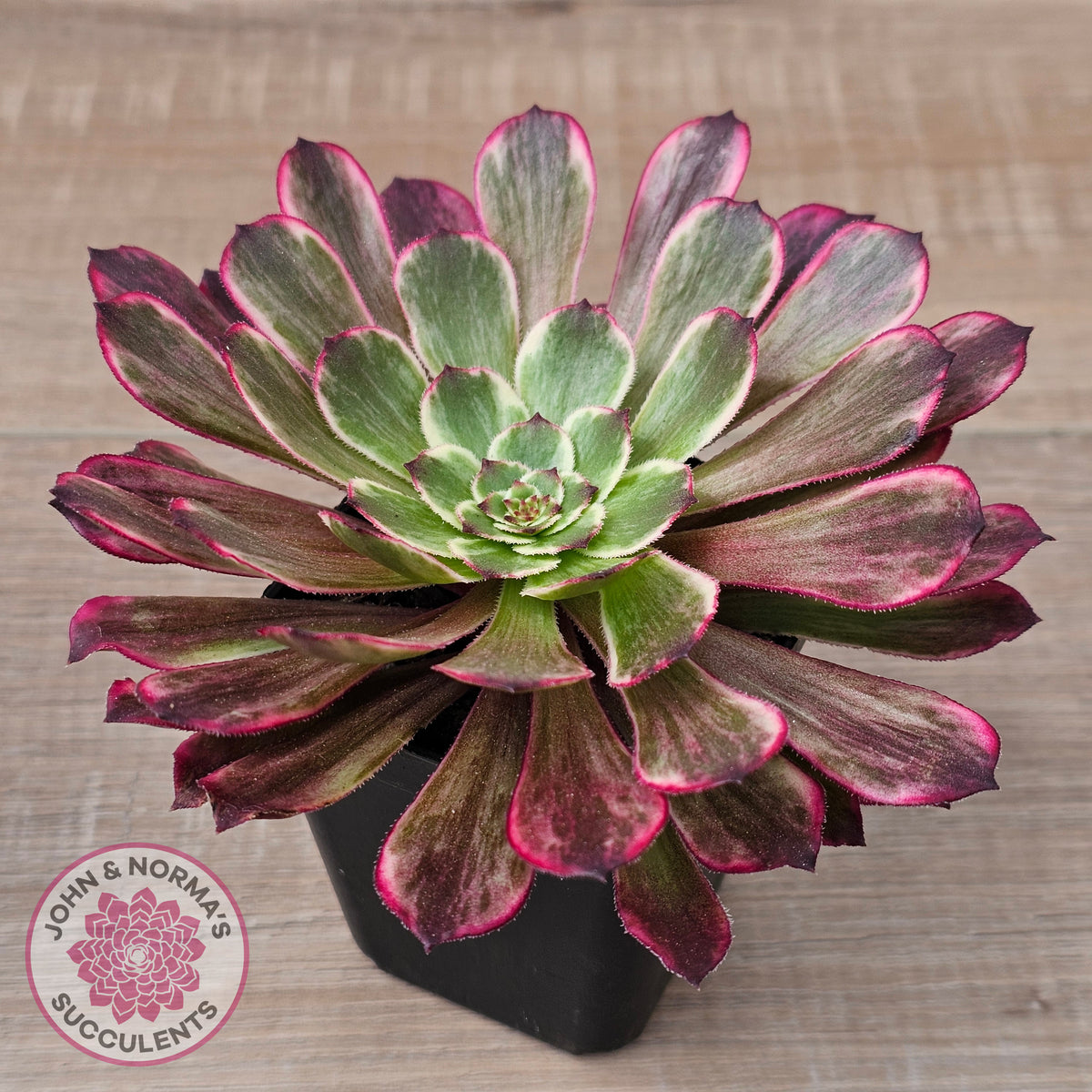 Aeonium 'Ink Painting'