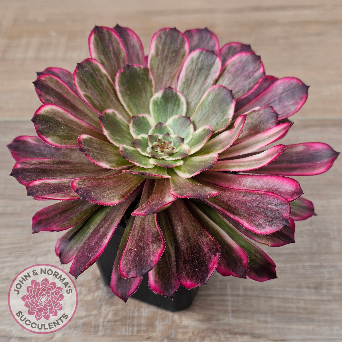 Aeonium 'Ink Painting'