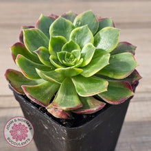 Load image into Gallery viewer, Aeonium 'Kilimanjaro'