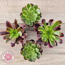 Load image into Gallery viewer, Aeonium 'Kilimanjaro'