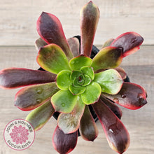 Load image into Gallery viewer, Aeonium 'Kilimanjaro'
