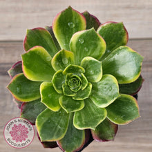 Load image into Gallery viewer, Aeonium 'Kilimanjaro'