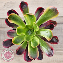 Load image into Gallery viewer, Aeonium 'Kilimanjaro'