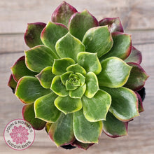 Load image into Gallery viewer, Aeonium 'Kilimanjaro'