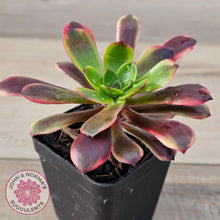 Load image into Gallery viewer, Aeonium 'Kilimanjaro'