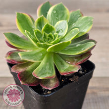 Load image into Gallery viewer, Aeonium 'Kilimanjaro'