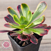 Load image into Gallery viewer, Aeonium 'Kilimanjaro'