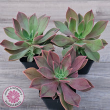 Load image into Gallery viewer, Aeonium Leucoblepharum (Yemen form)