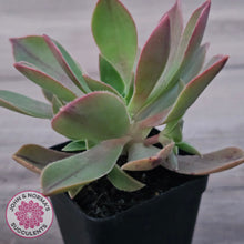 Load image into Gallery viewer, Aeonium Leucoblepharum (Yemen form)